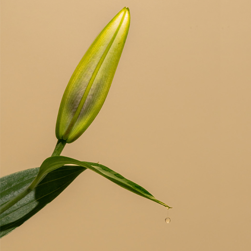 The Hydrating Oil